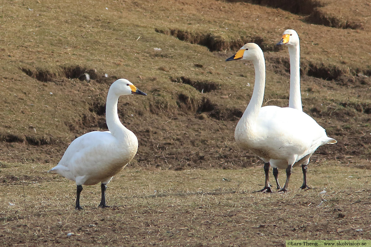 Sångsvan, Cygnus cygnus